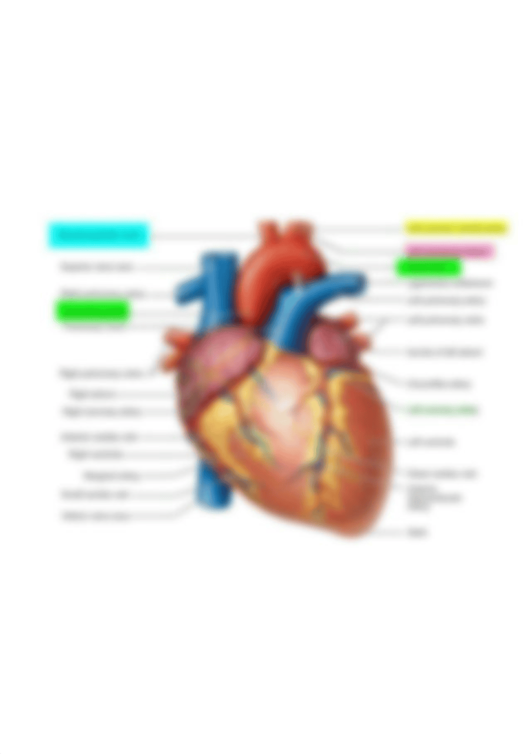 brachiocephalic-artery.jpg_dtt681nzm8q_page1