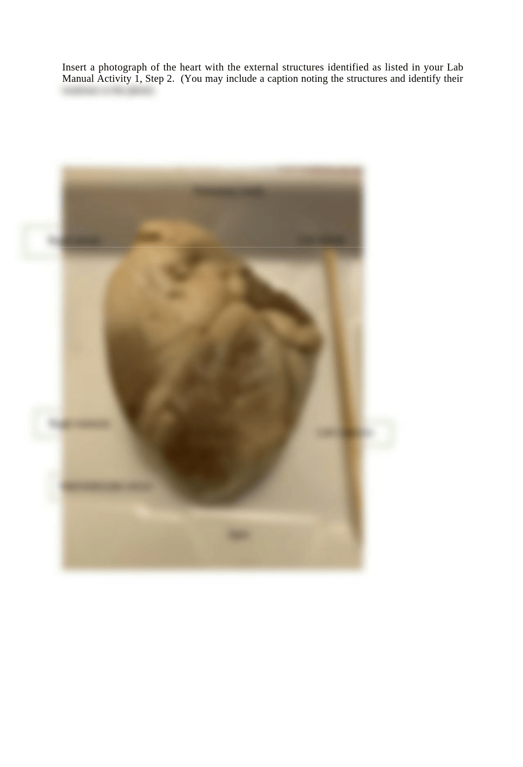 Heart Dissection answer sheet.docx_dtt70vyy65i_page4