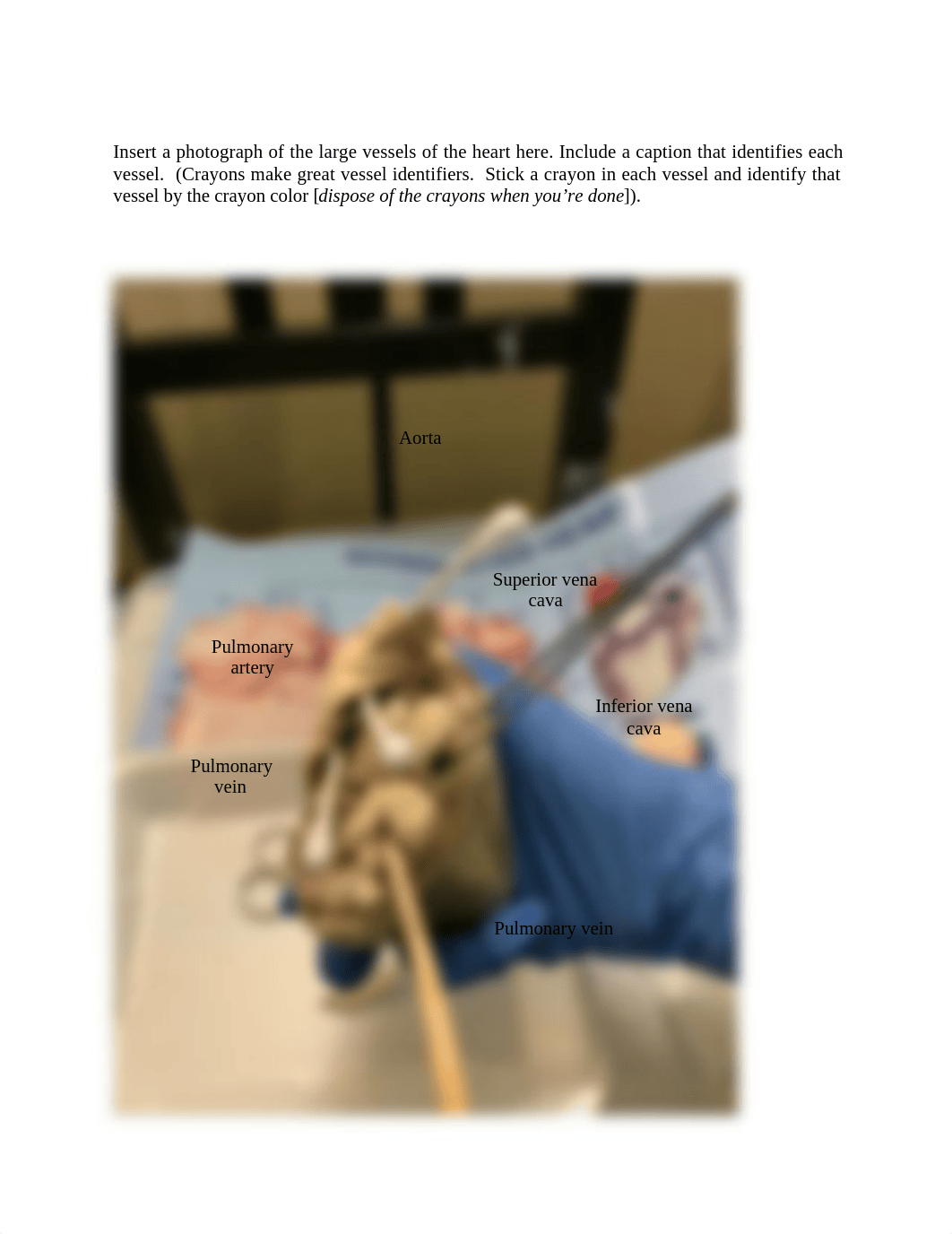 Heart Dissection answer sheet.docx_dtt70vyy65i_page2