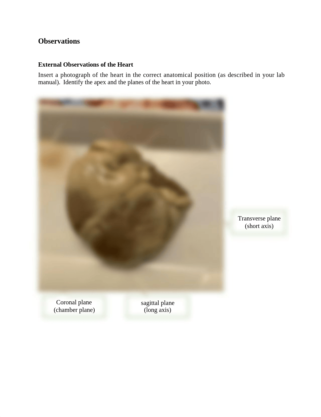 Heart Dissection answer sheet.docx_dtt70vyy65i_page1