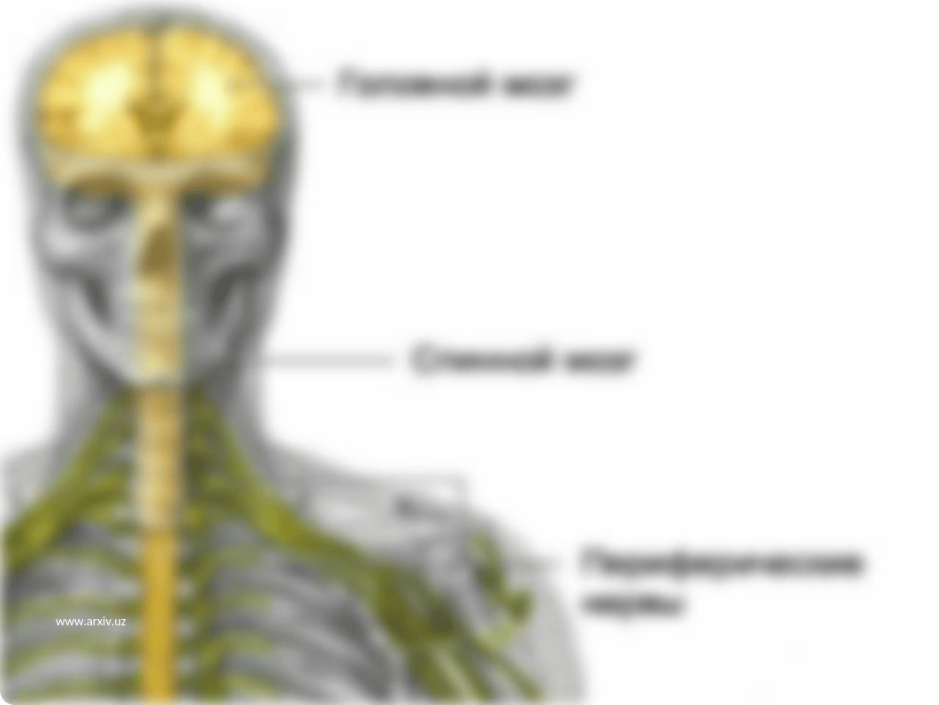 Nerv sistemasining ahamiyati va uning gigiyenasi.ppt_dtu5gj2nv5c_page4