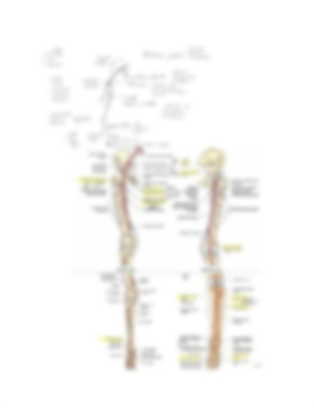 Lower ex - artery, nerve map.pdf_dtue4xj0bid_page1