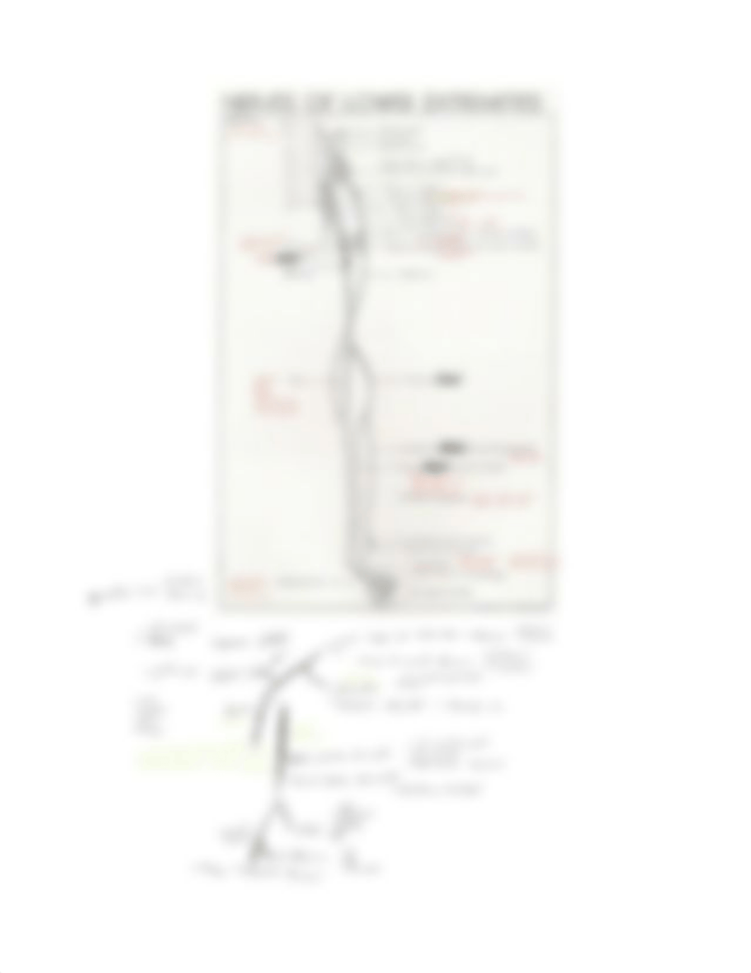 Lower ex - artery, nerve map.pdf_dtue4xj0bid_page2