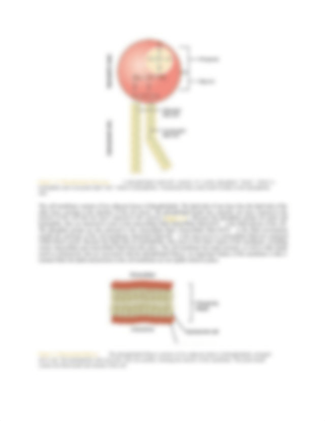 BIOL 260 Ch 3 - THE CELLULAR LEVEL OF ORGANIZATION.docx_dtuoyrevzar_page3