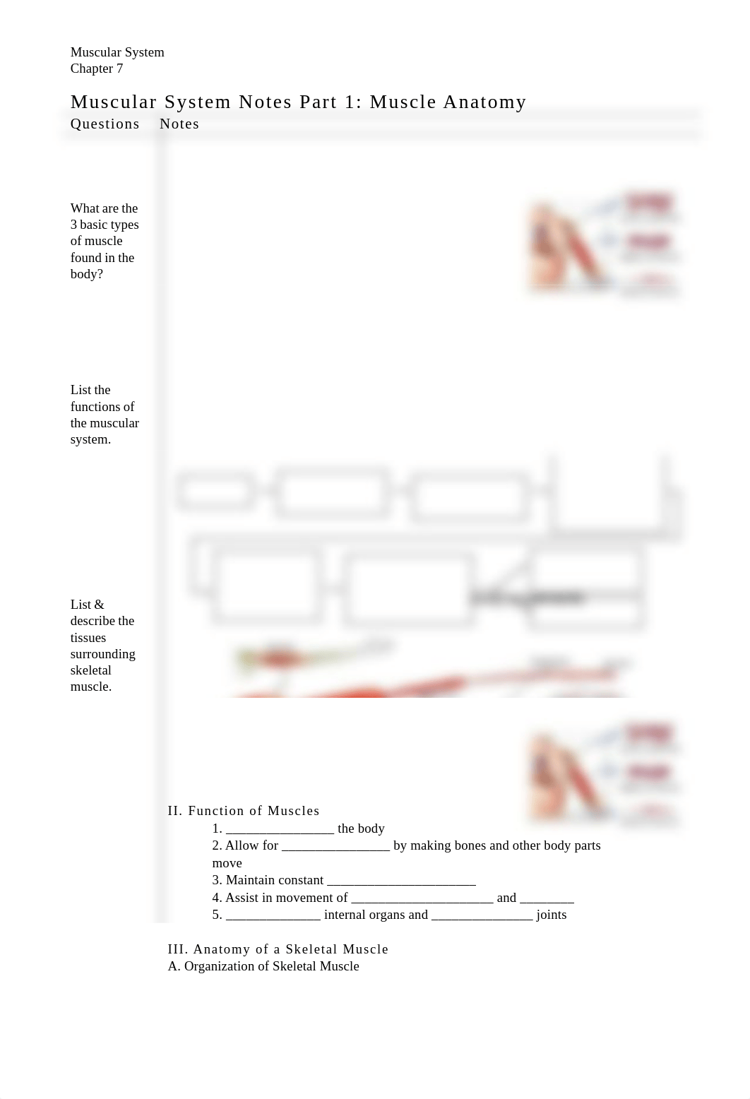 Clinetria_Hoyle_-_Copy_of_muscular_system_notes_part_1.pdf_dtupd7oiq3j_page1