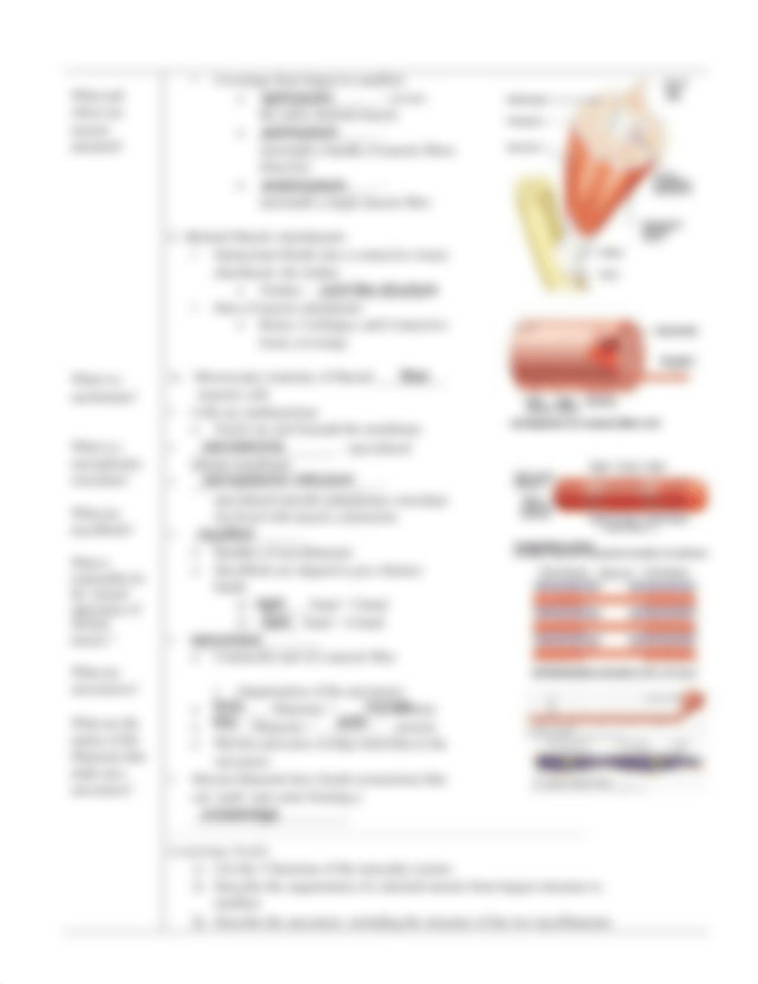 Clinetria_Hoyle_-_Copy_of_muscular_system_notes_part_1.pdf_dtupd7oiq3j_page2