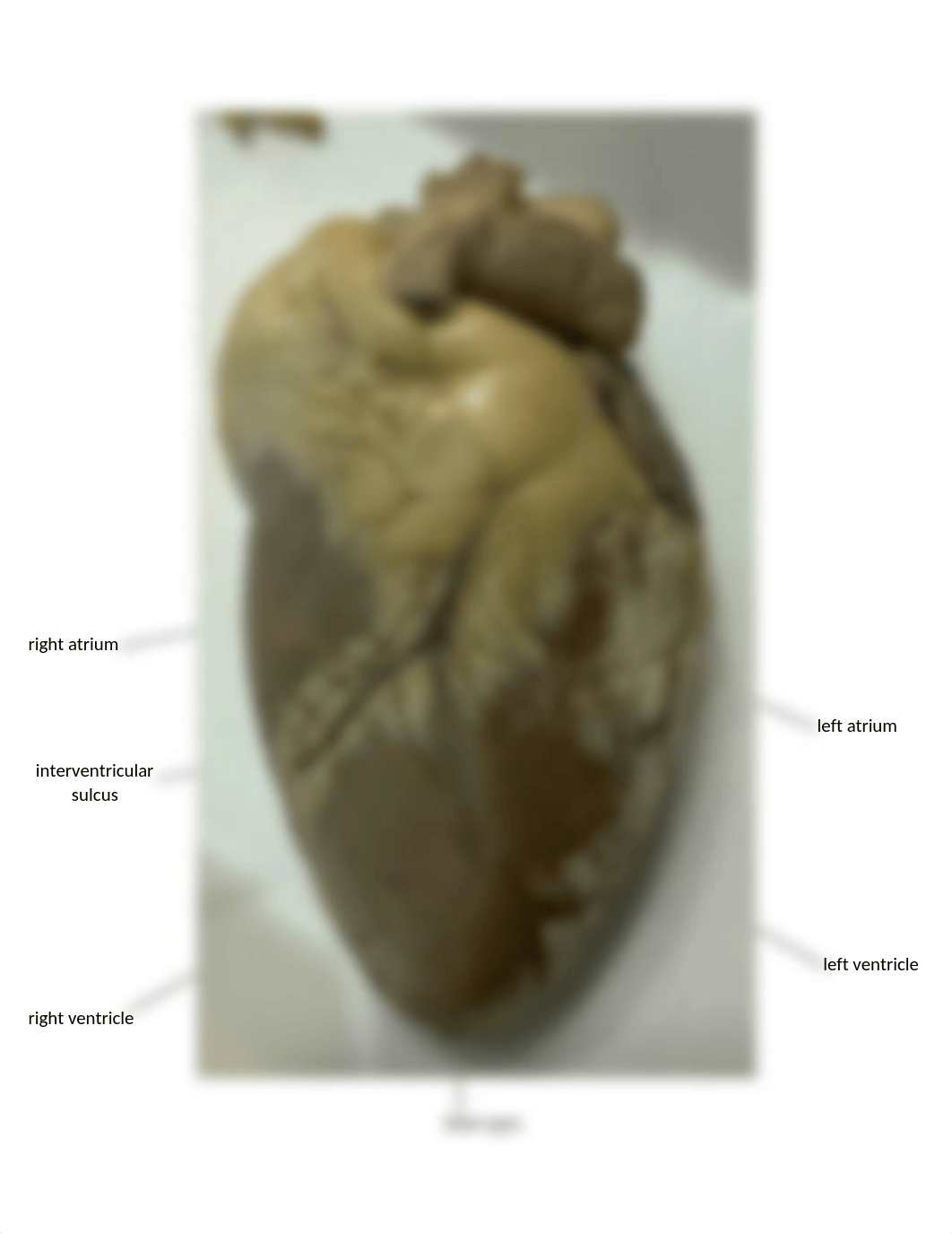 Mammalian Heart Dissection.docx_dtvgl5bg263_page5