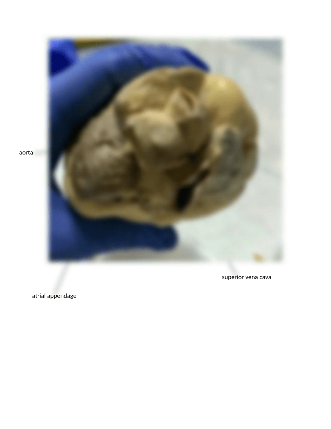 Mammalian Heart Dissection.docx_dtvgl5bg263_page4