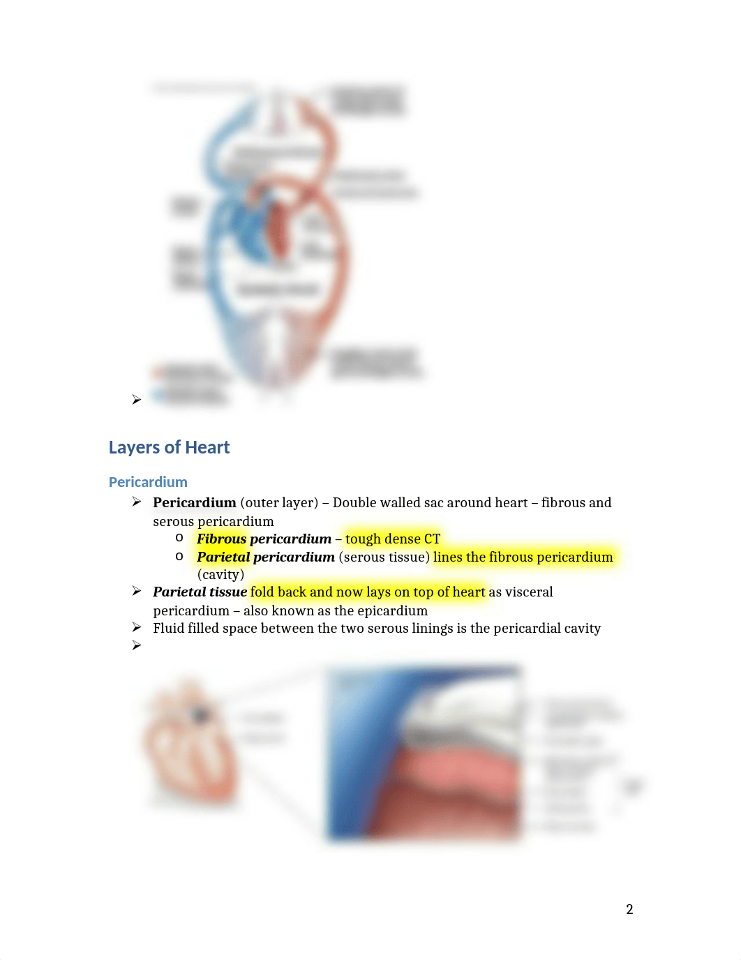 Chapter 18 Cardiovascular System Heart.docx_dtviqgr2vsa_page2