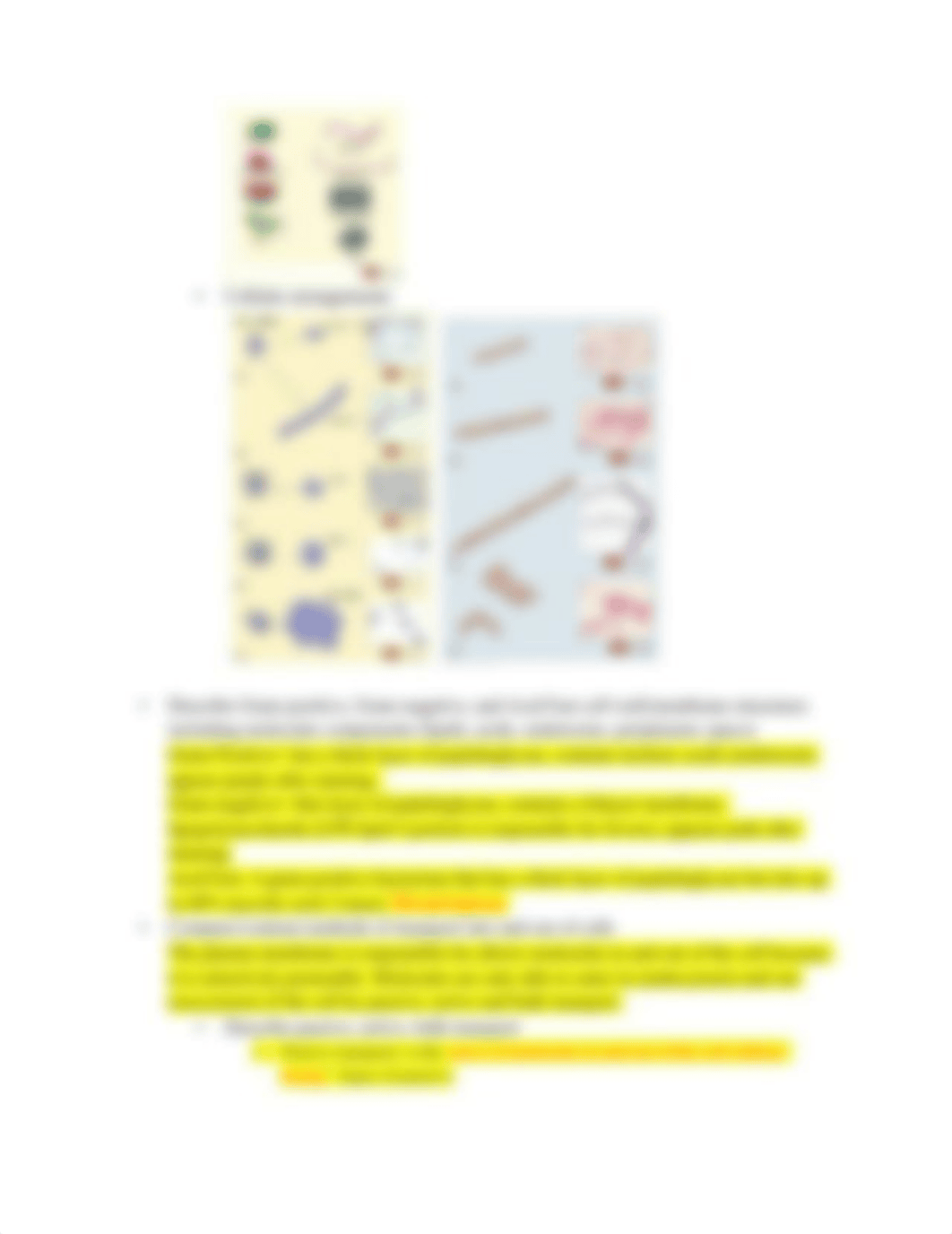 BIOS 242 Week 8 Final Exam Study Guide (March 2018).docx_dtvlo32mprl_page3