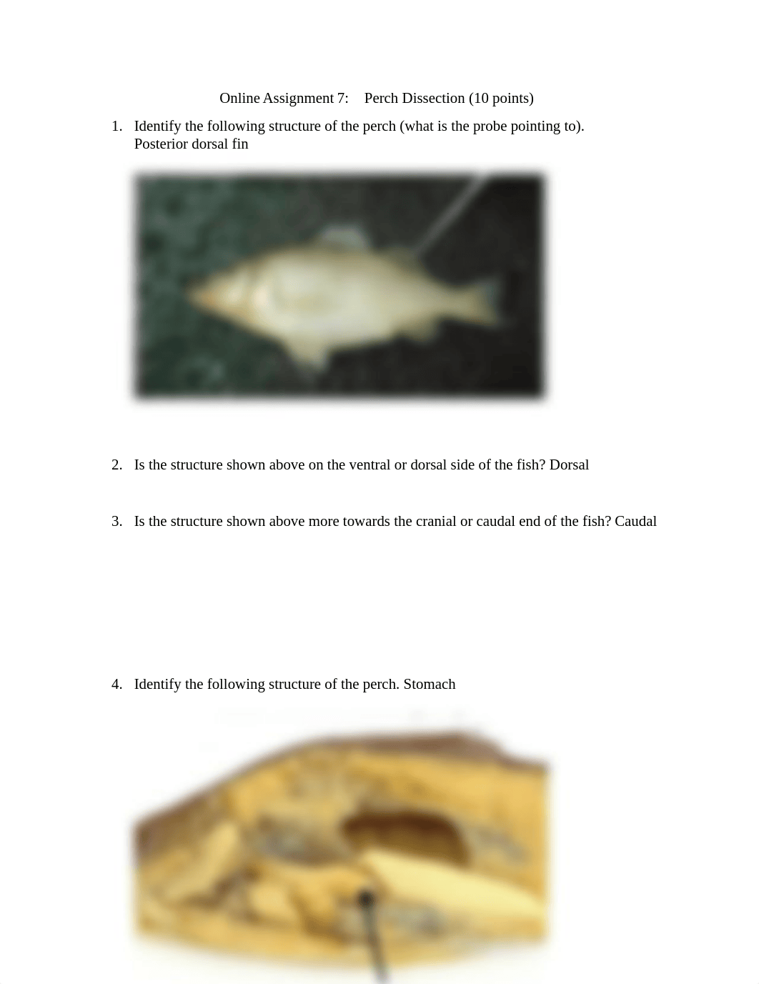 Online Assignment 7-Perch Dissection.docx_dtwgvxj5p0p_page1