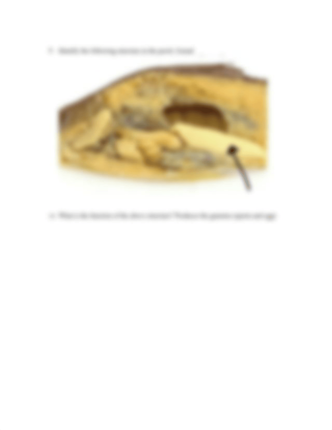 Online Assignment 7-Perch Dissection.docx_dtwgvxj5p0p_page3