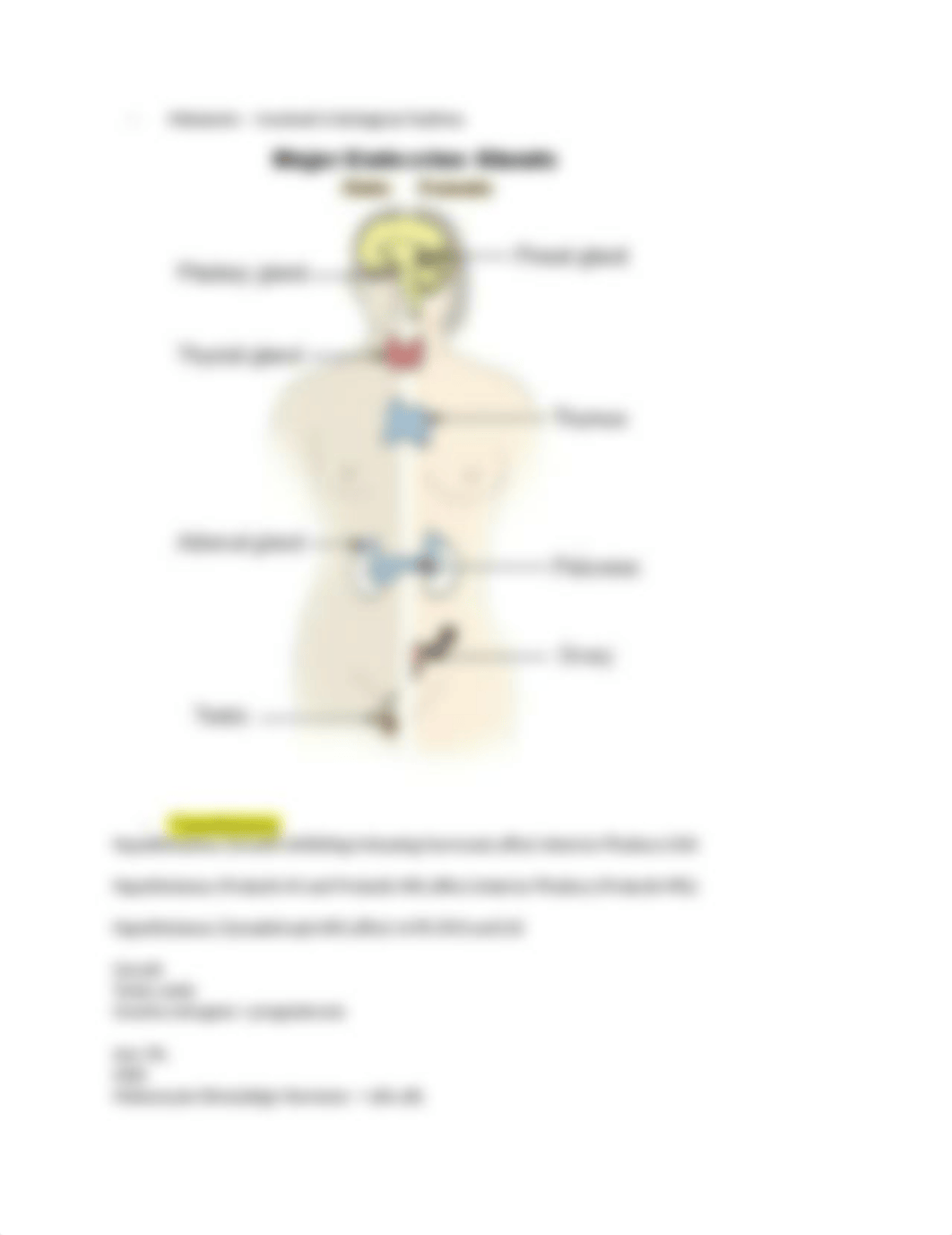 BIO223 (5) Major Endocrine Glands.docx_dtwwltzdmm4_page2