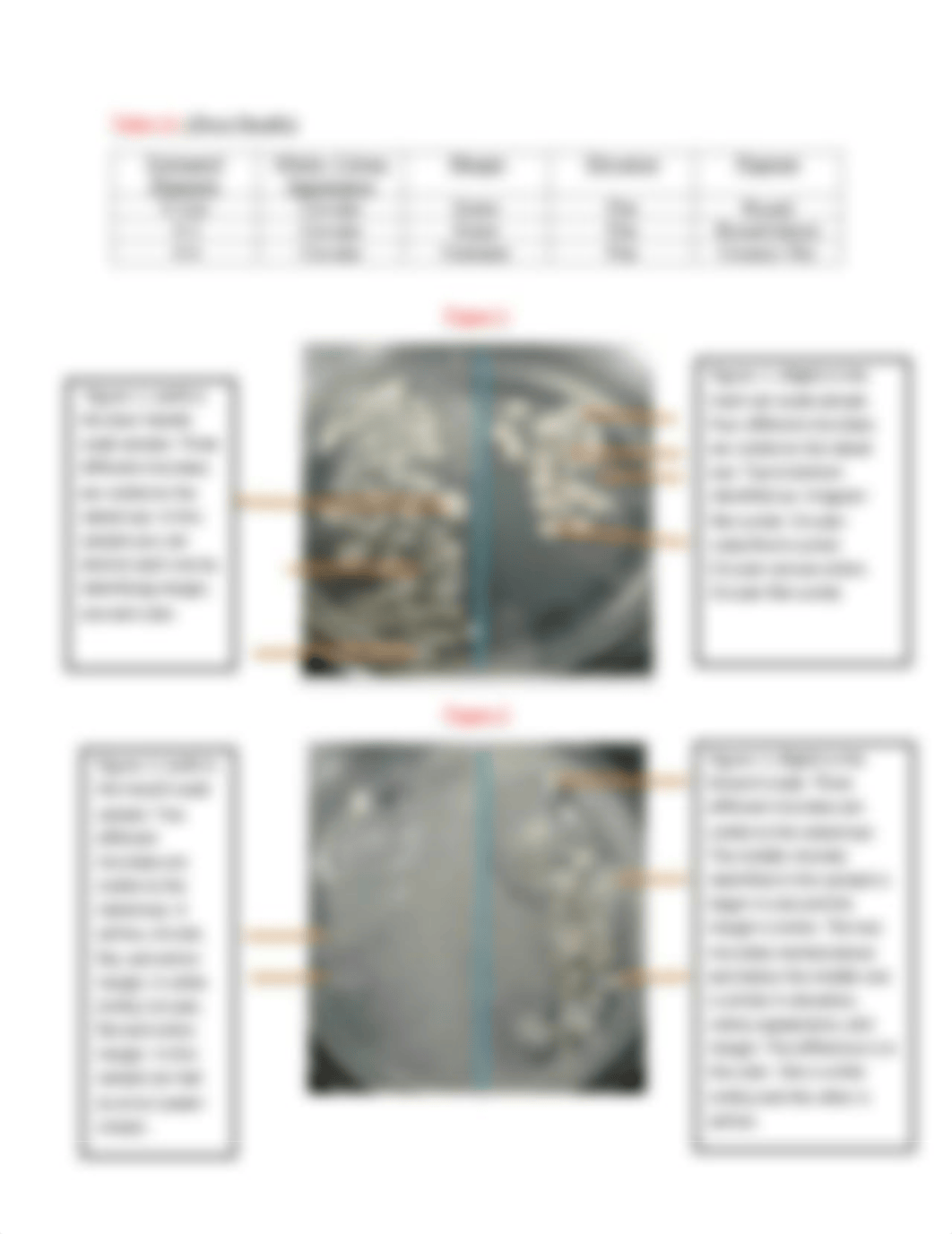 microbiologylab3final.pdf_dtxw3sl6u9b_page2