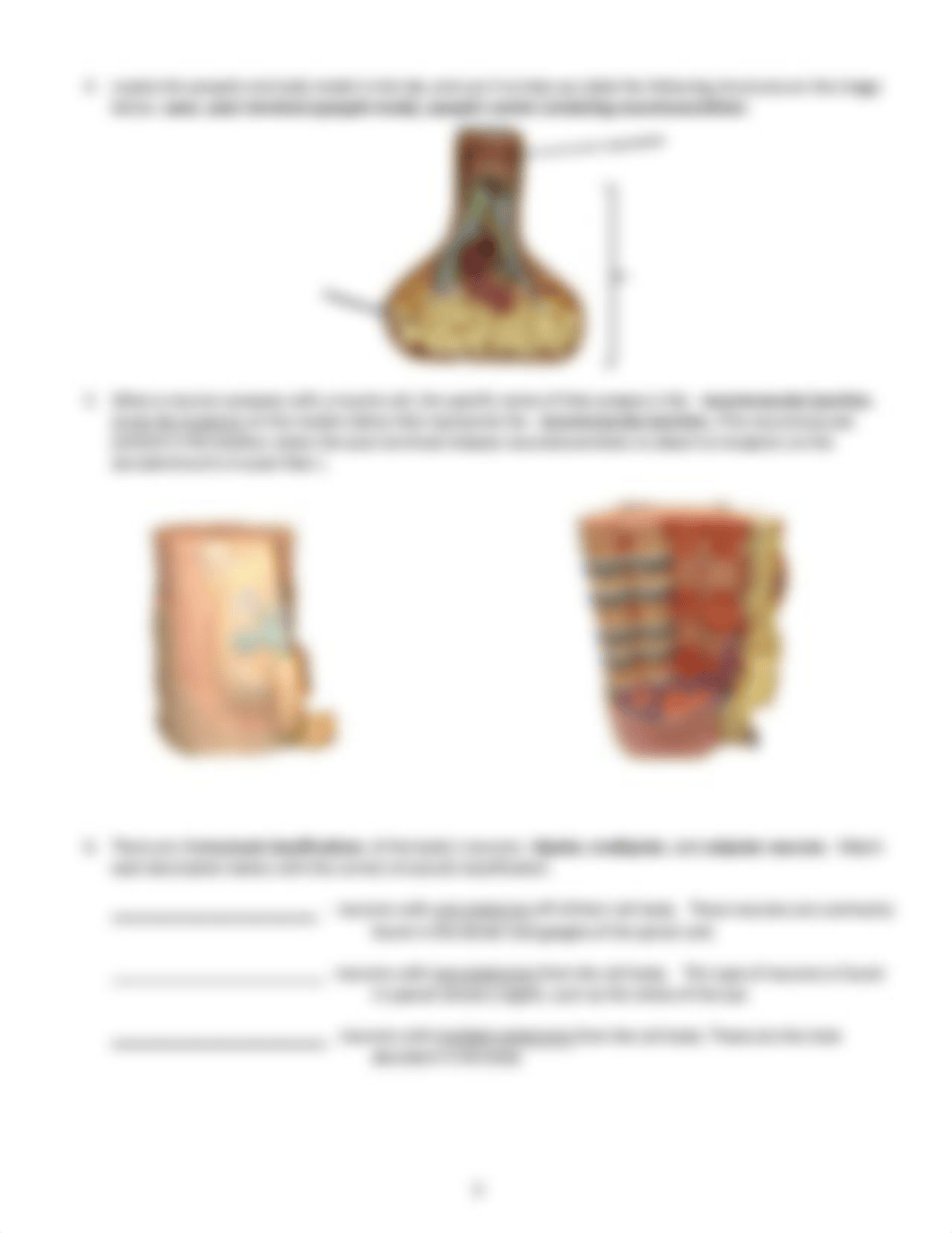 Lesson 8 - Nervous Tissue and Muscles and Bones of the Leg-1.pdf_dty57lfk2pw_page3