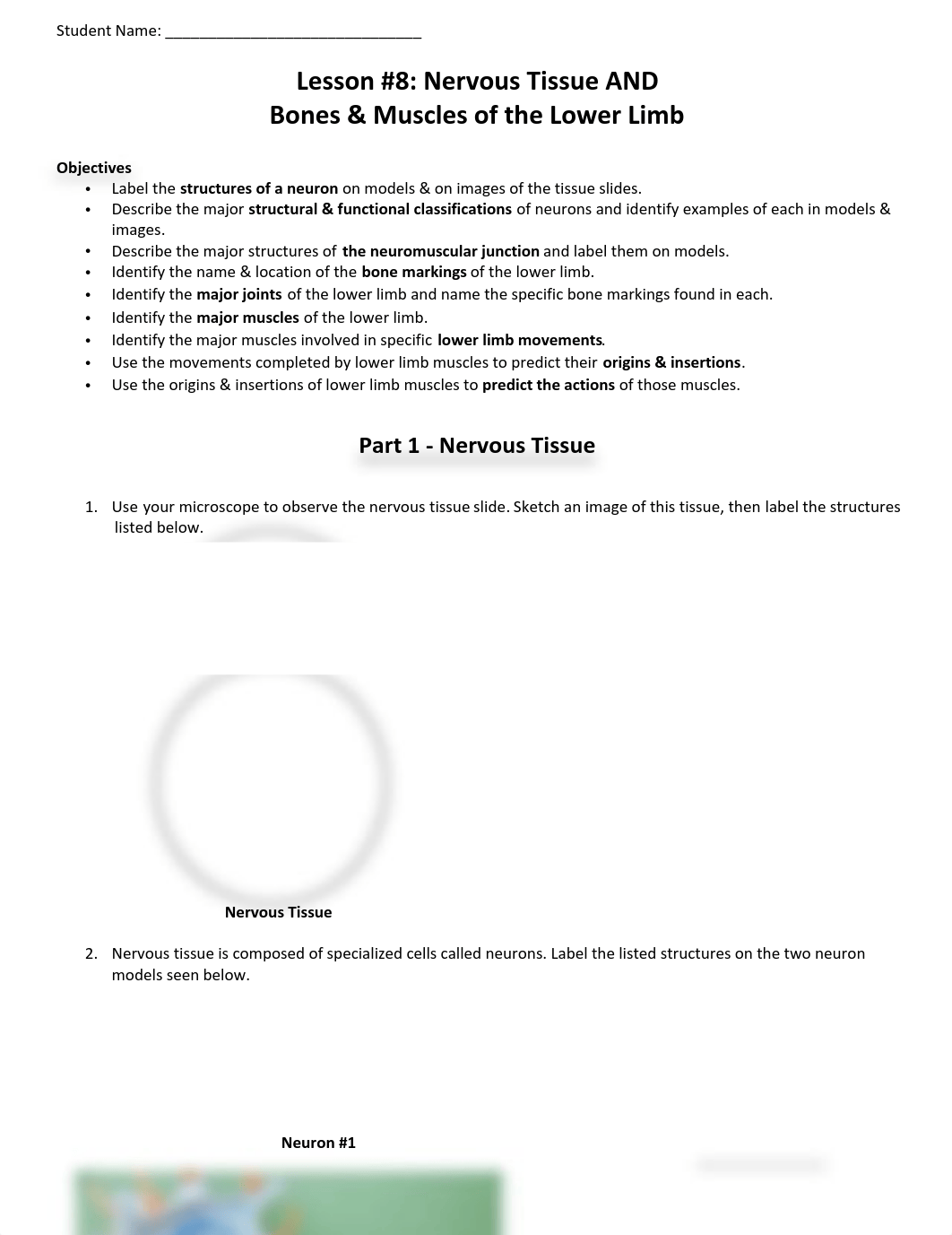 Lesson 8 - Nervous Tissue and Muscles and Bones of the Leg-1.pdf_dty57lfk2pw_page1
