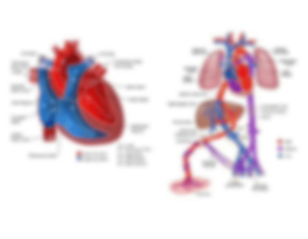 N5315 M5 Advanced Pathophysiology - Cardiac Anatomy and Fetal Circulation .docx_dty7x5awizd_page2