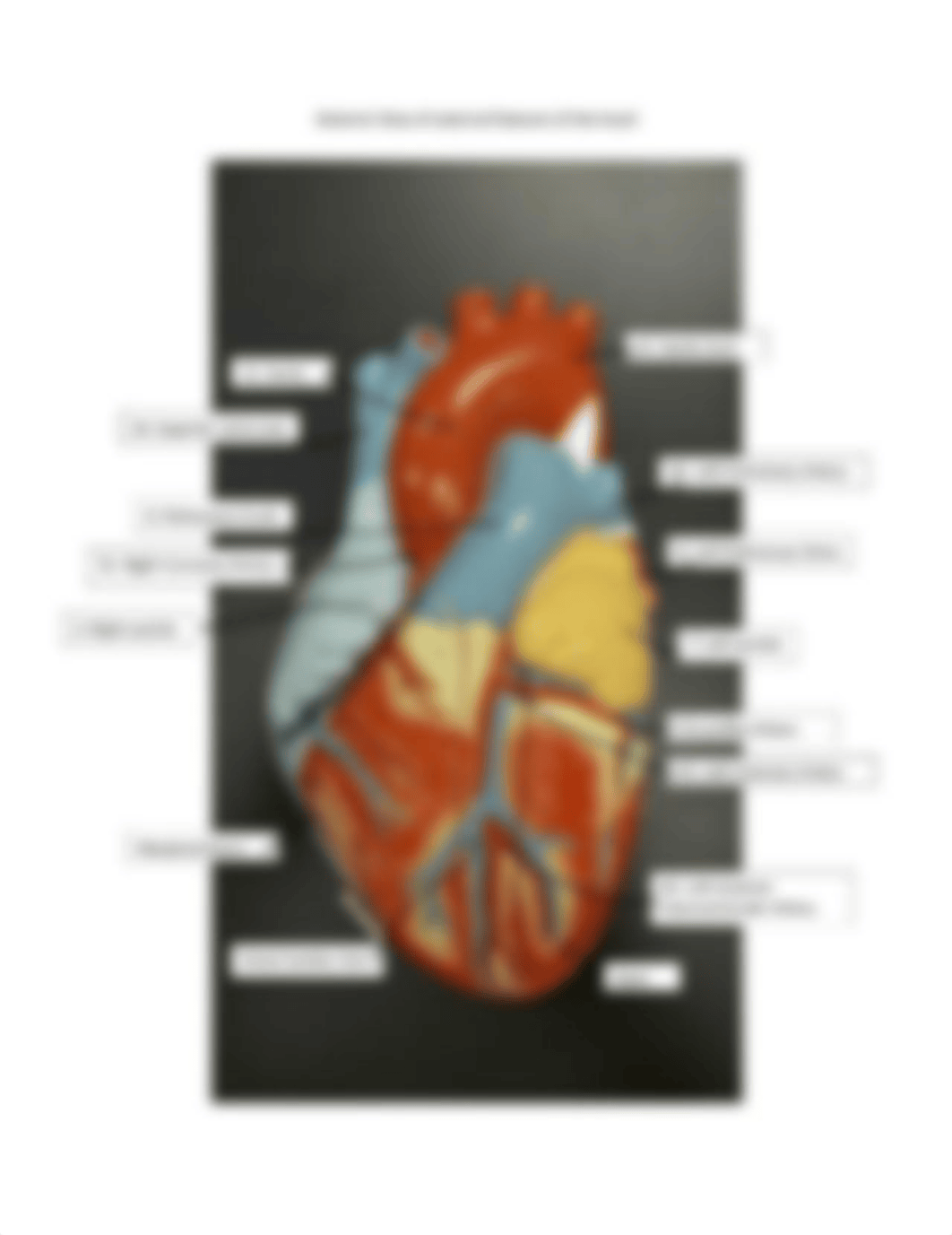 Anterior Heart labeled.jpg_dtyrww03put_page1