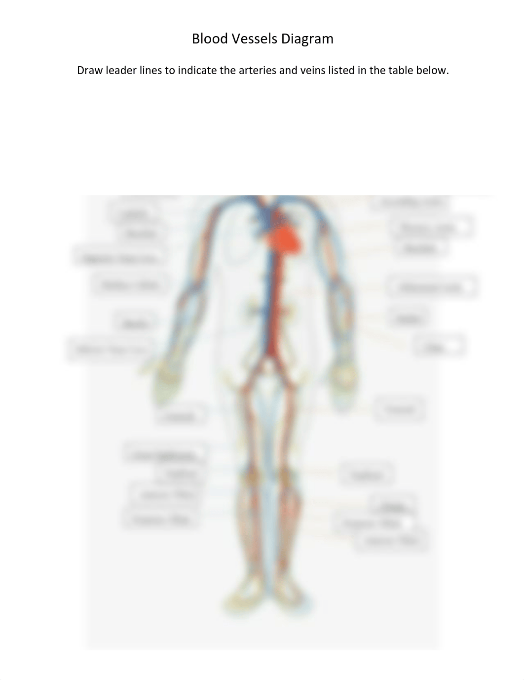 Blood Vessels Diagram DONE.pdf_du02soabrd2_page1