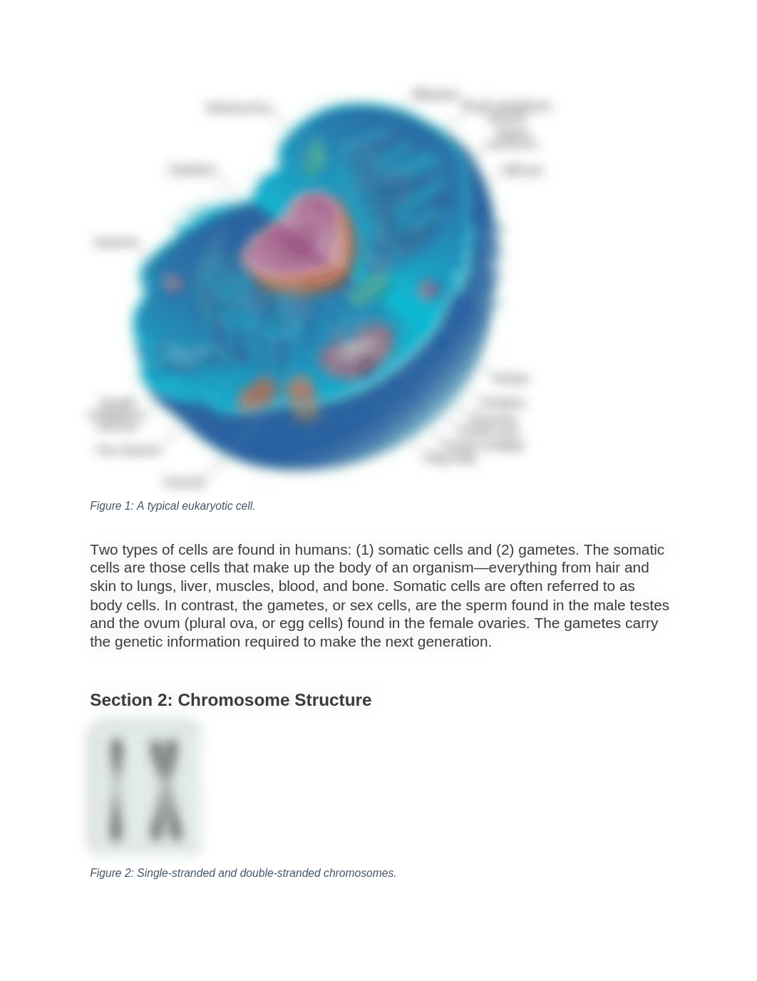 Cell Biology and DNA Lab.docx_du0bxdtxasl_page2