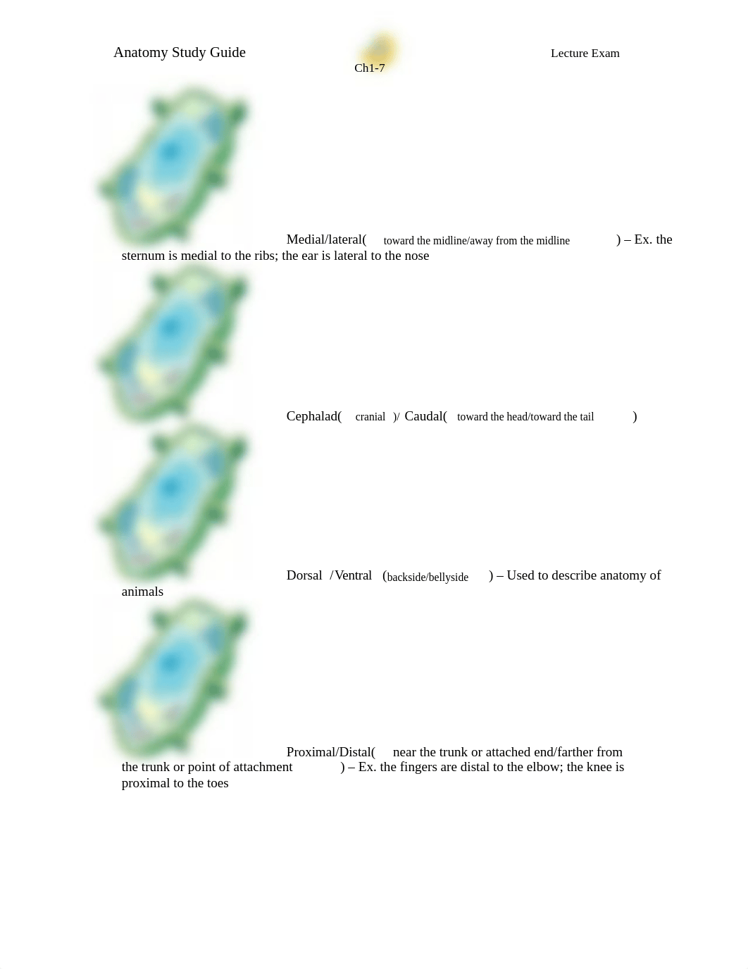 AnatomySG3_du0ehe64ykr_page2