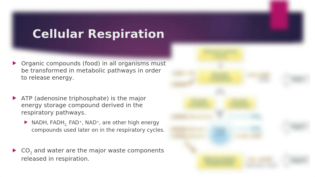 Lab 8 Exercise 12 Respiration_du0t2dimbef_page2