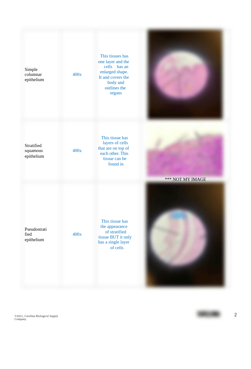 BIO201 Introduction to Histology_AnswerSheet.docx_du1jwa4qpkz_page2