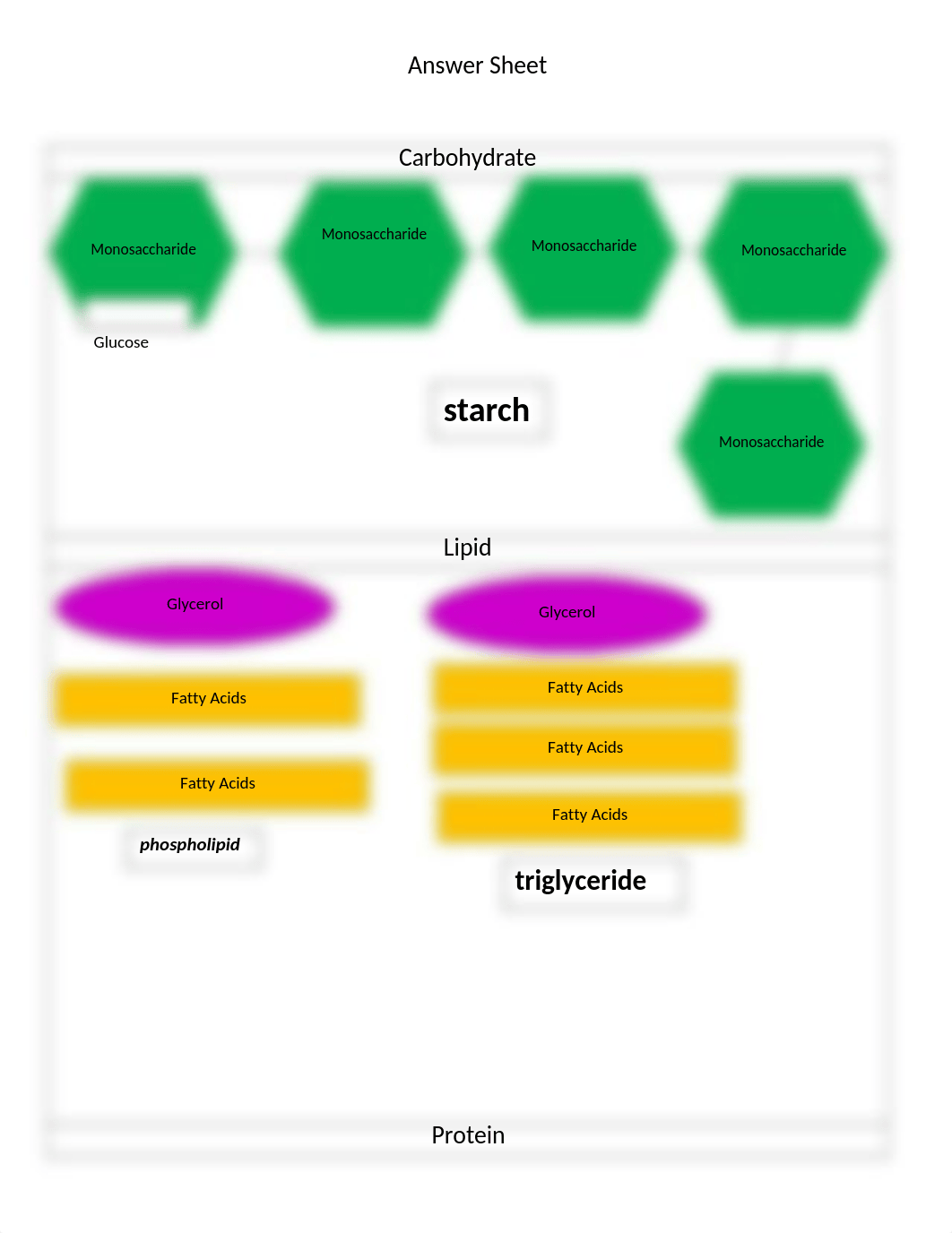 Building_Macromolecules_Activity_Answer_Sheet (1).docx_du1mymzh1m2_page2