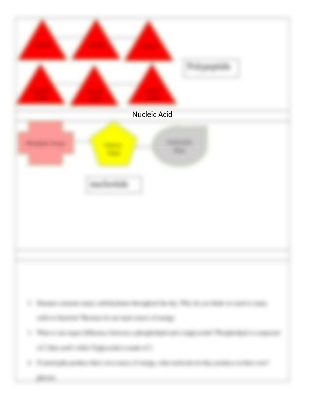 Building_Macromolecules_Activity_Answer_Sheet (1).docx_du1mymzh1m2_page3