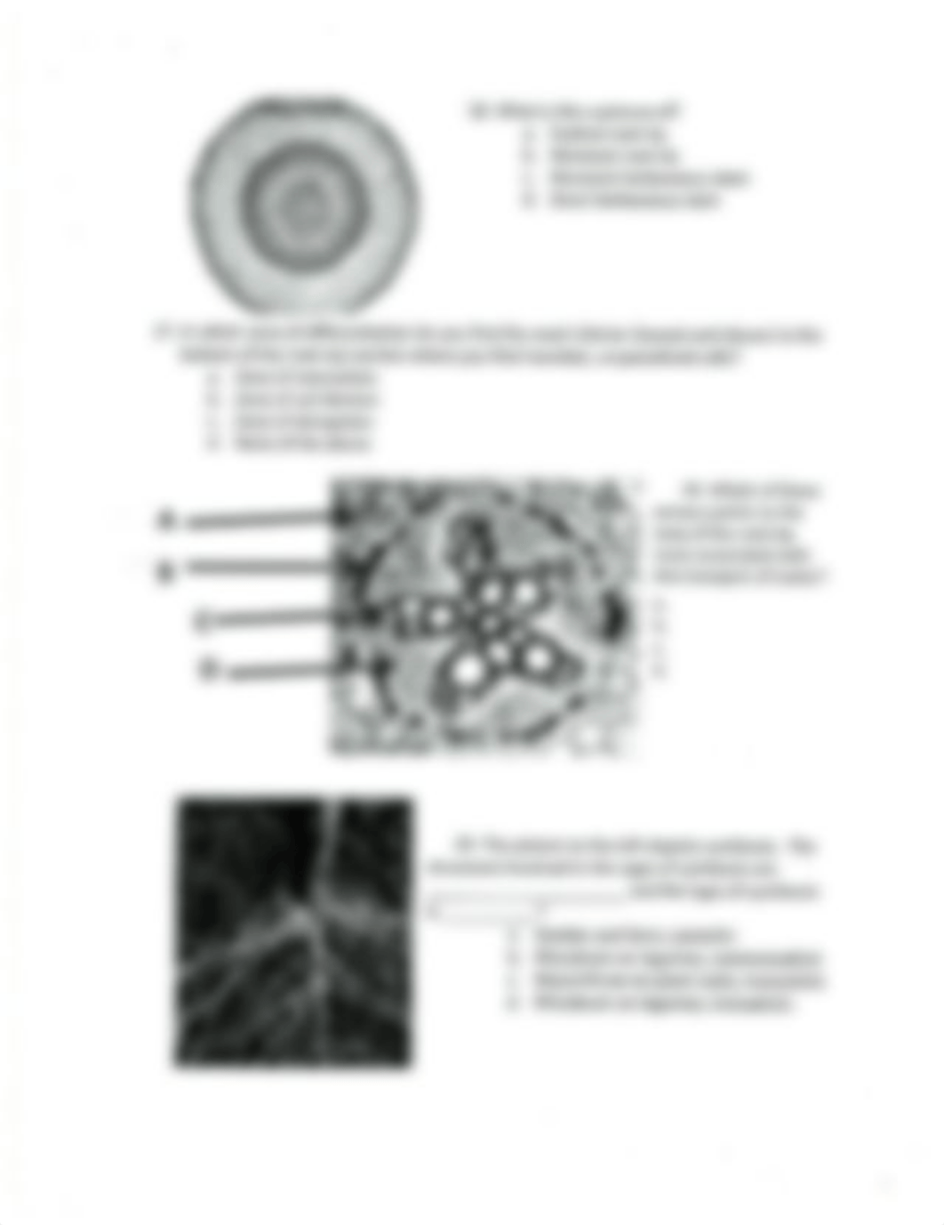 Photosynthesis Test_du1pq79ugyl_page3