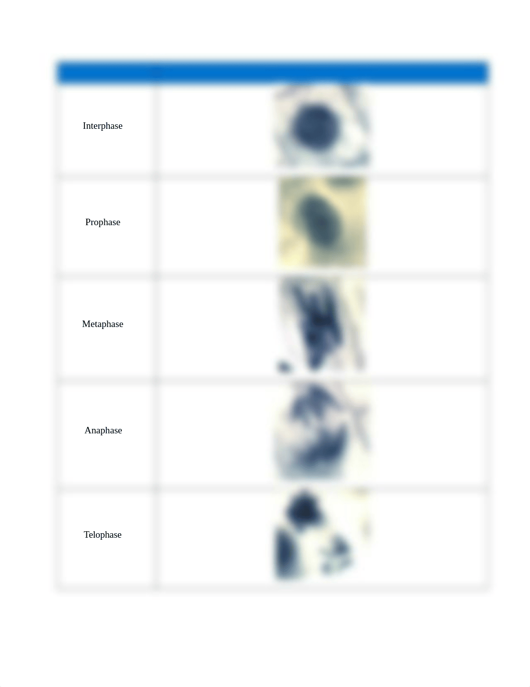 Lab 10 Mitosis and Meiosis Lab Book.docx_du1qrdynvwt_page2