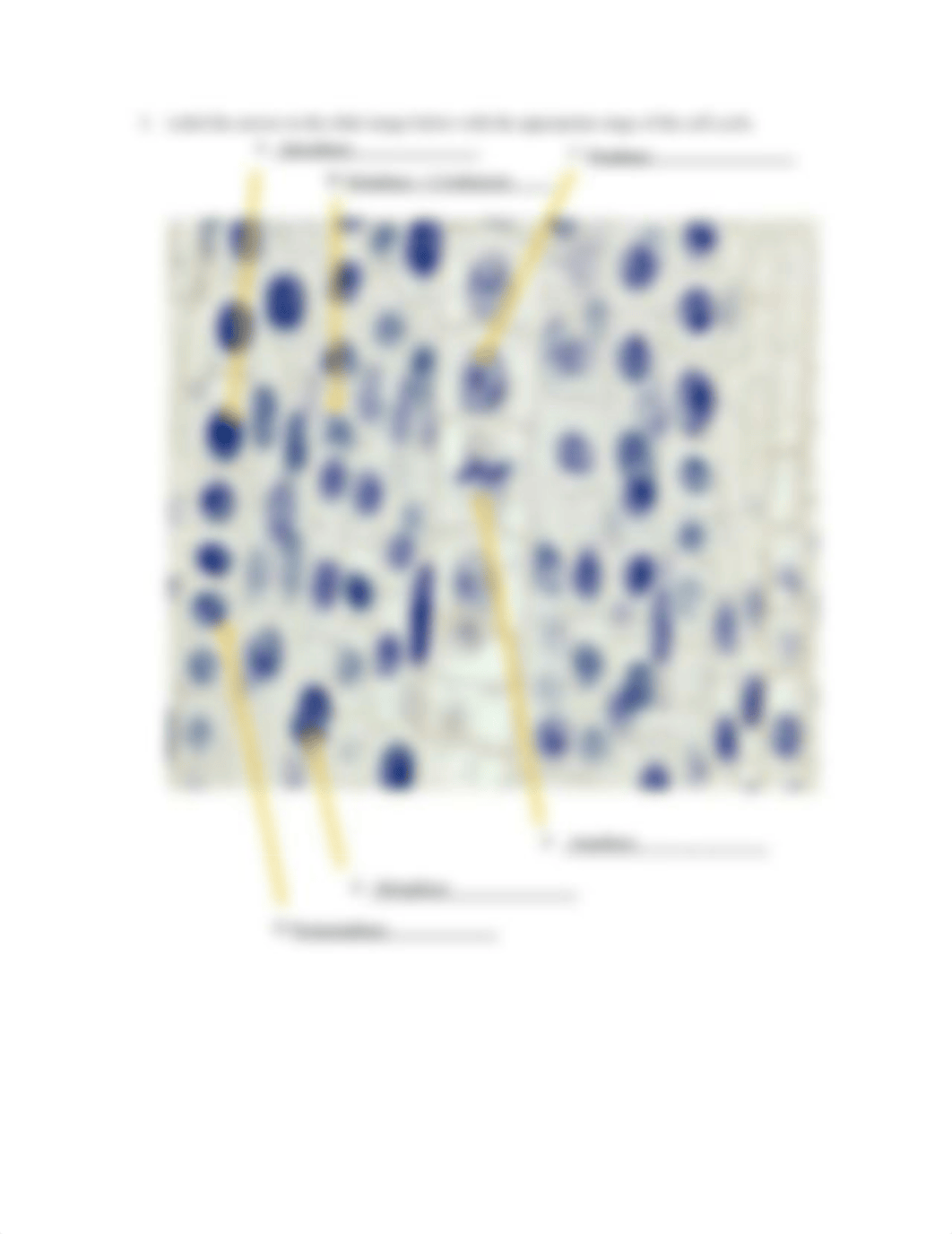 Lab 10 Mitosis and Meiosis Lab Book.docx_du1qrdynvwt_page5