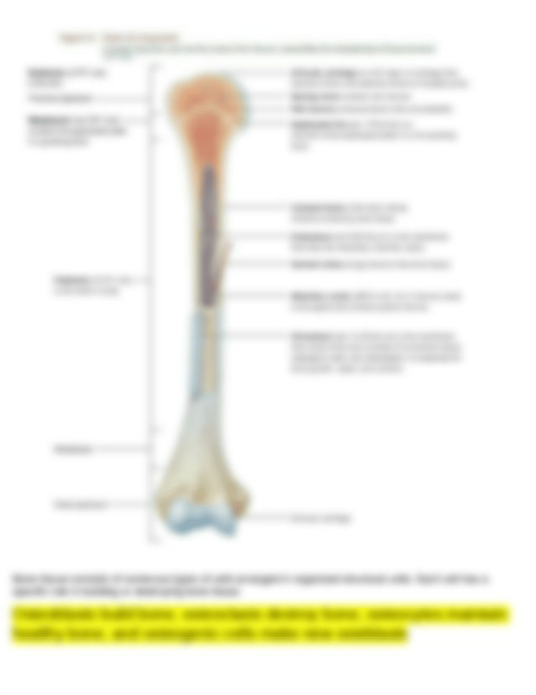 Structure of Bone Controls Function and Growth_du2l6b0w3s9_page2