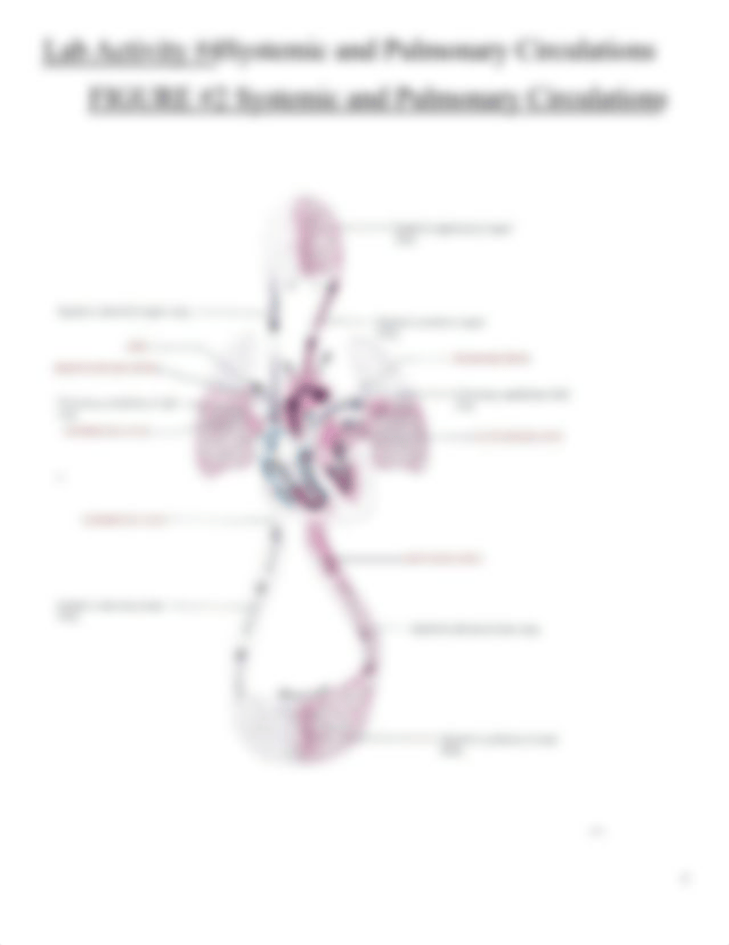 Lab Exercise #4 Heart Anatomy & Blood Flow Worksheets 2020 - ANSWERS.docx_du2s5d4d47s_page3