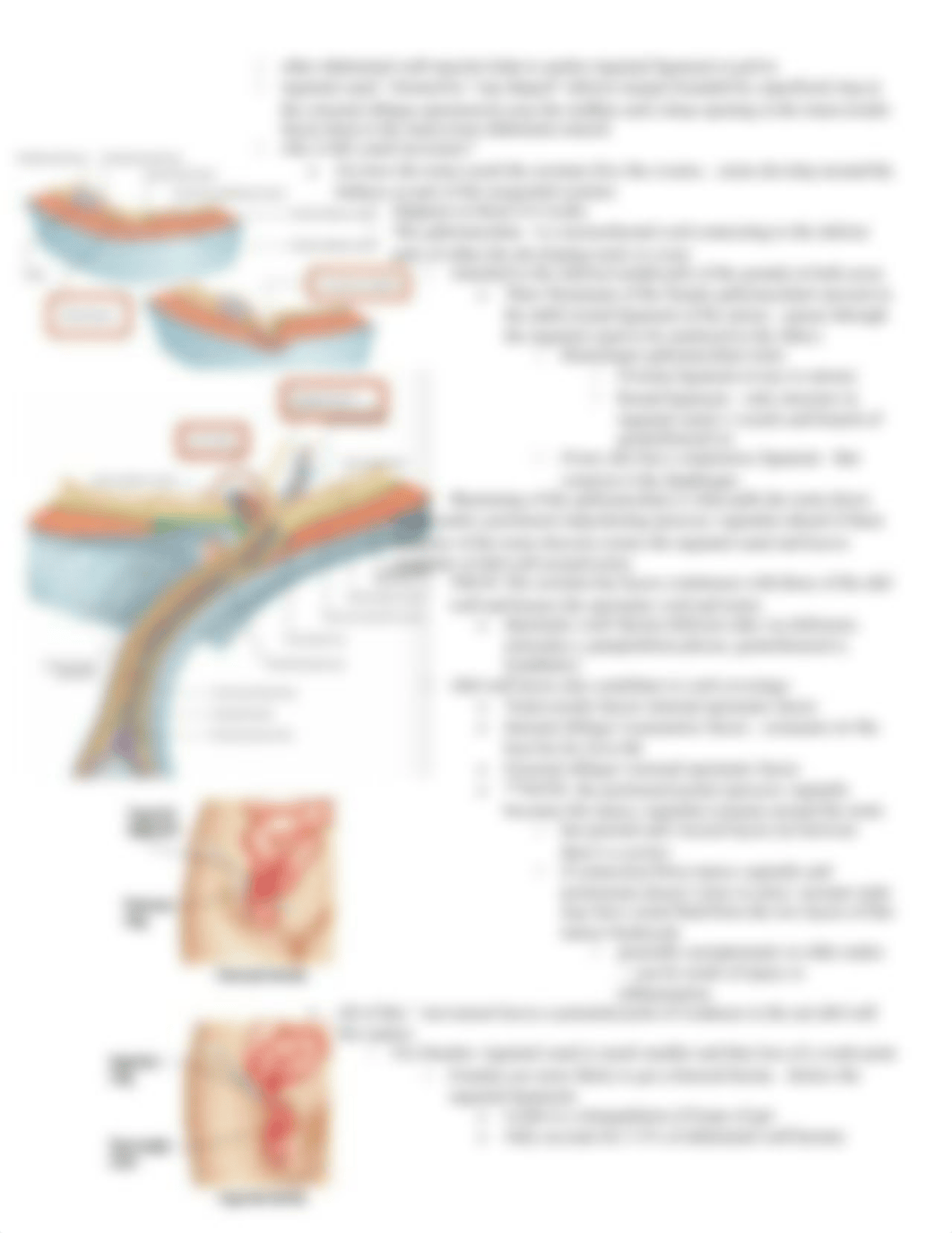 Abdomen and Pelvis Notes (1)_du3gpach0bt_page3