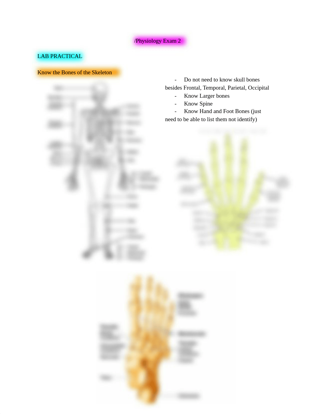 Physiology Exam 2 Review.pdf_du3pwghi29f_page1