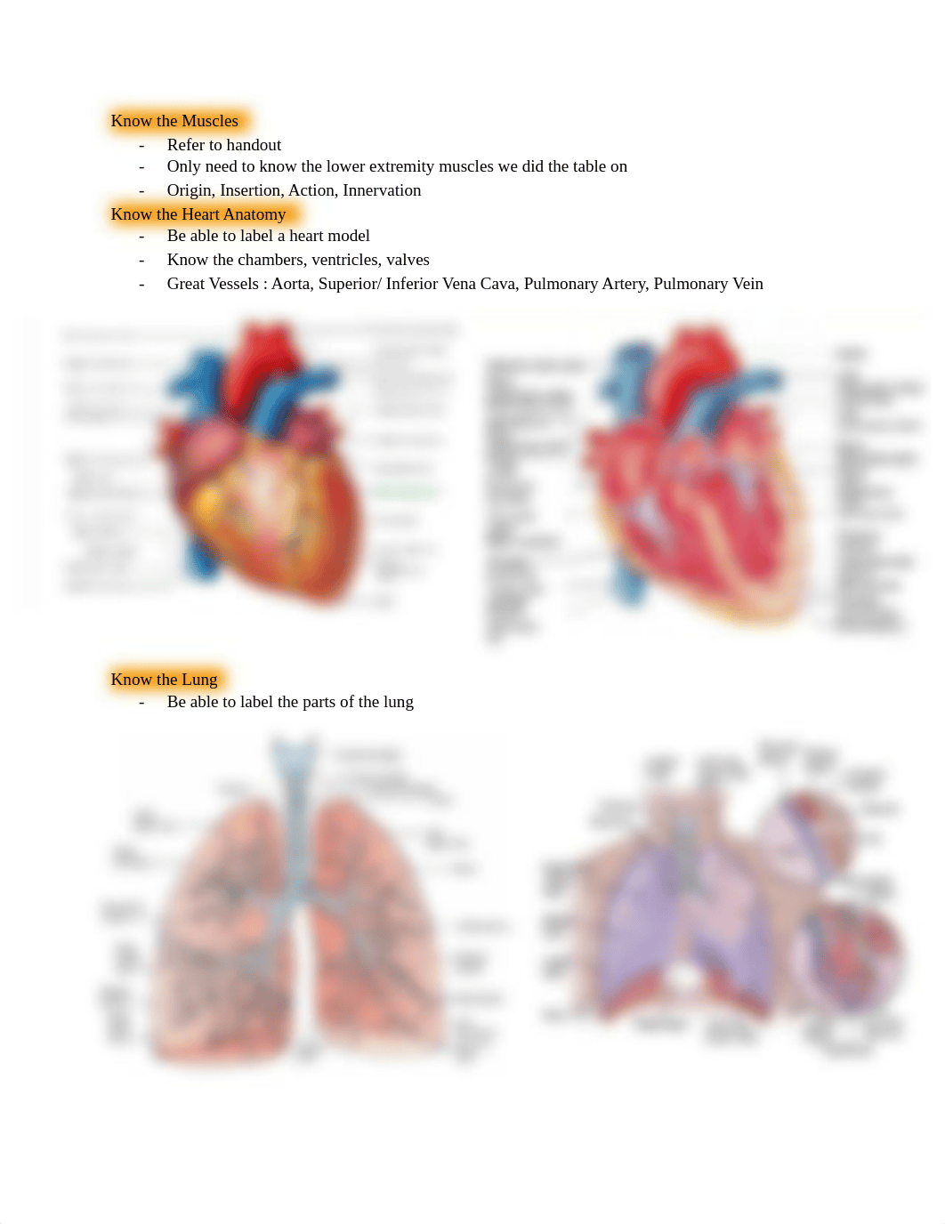 Physiology Exam 2 Review.pdf_du3pwghi29f_page2