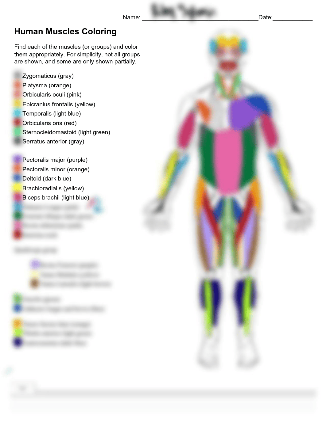 Human Muscles Coloring.pdf_du4micp4yxk_page1