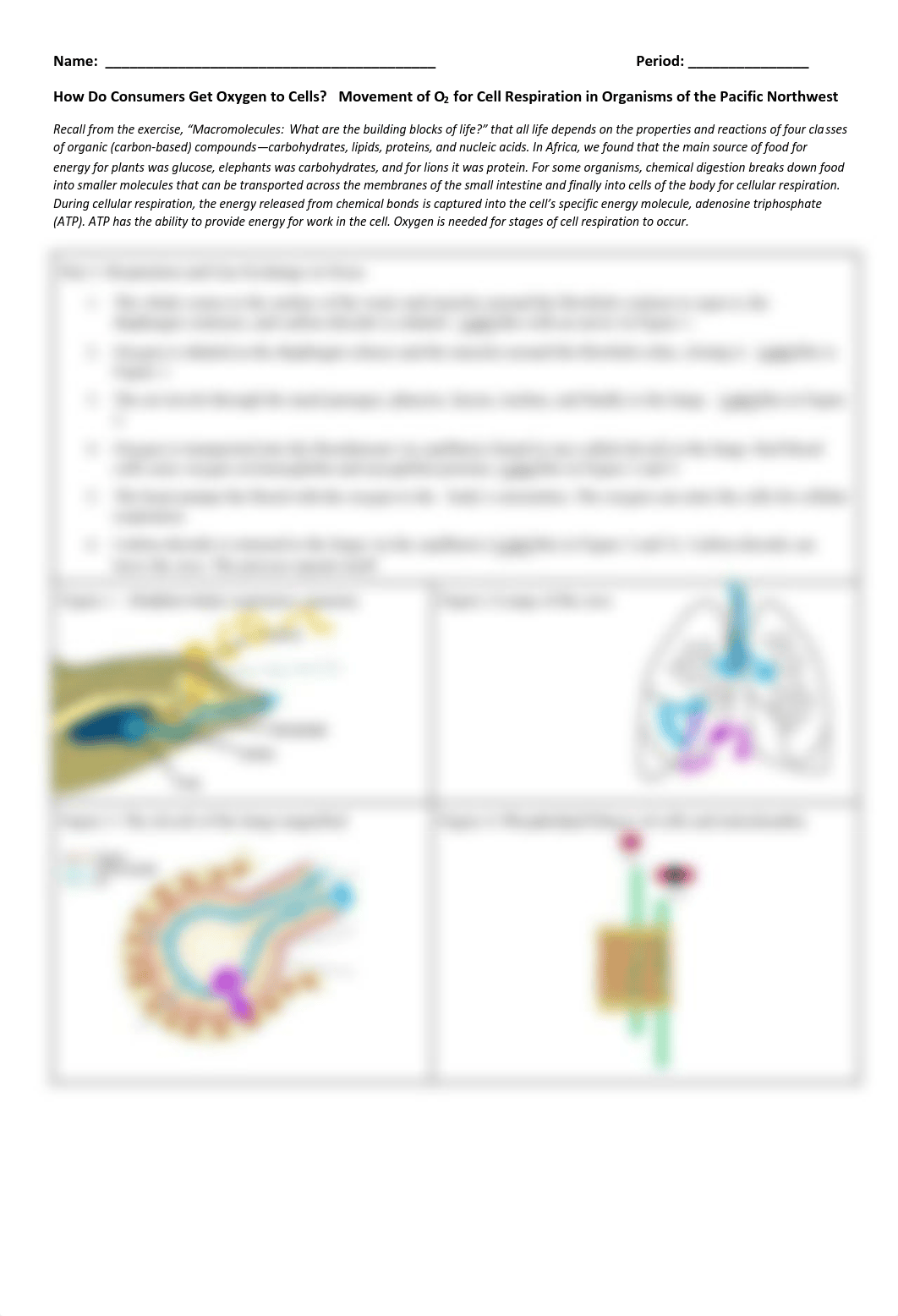 (4.F) How do Orcas get Oxygen to Cells-1.pdf_du4n3es8dkf_page1