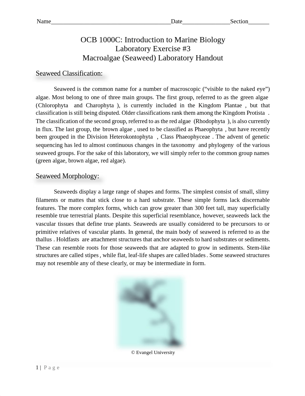 Lab #3 - Macroalgae (Seaweed).pdf_du4tyvw06vd_page1