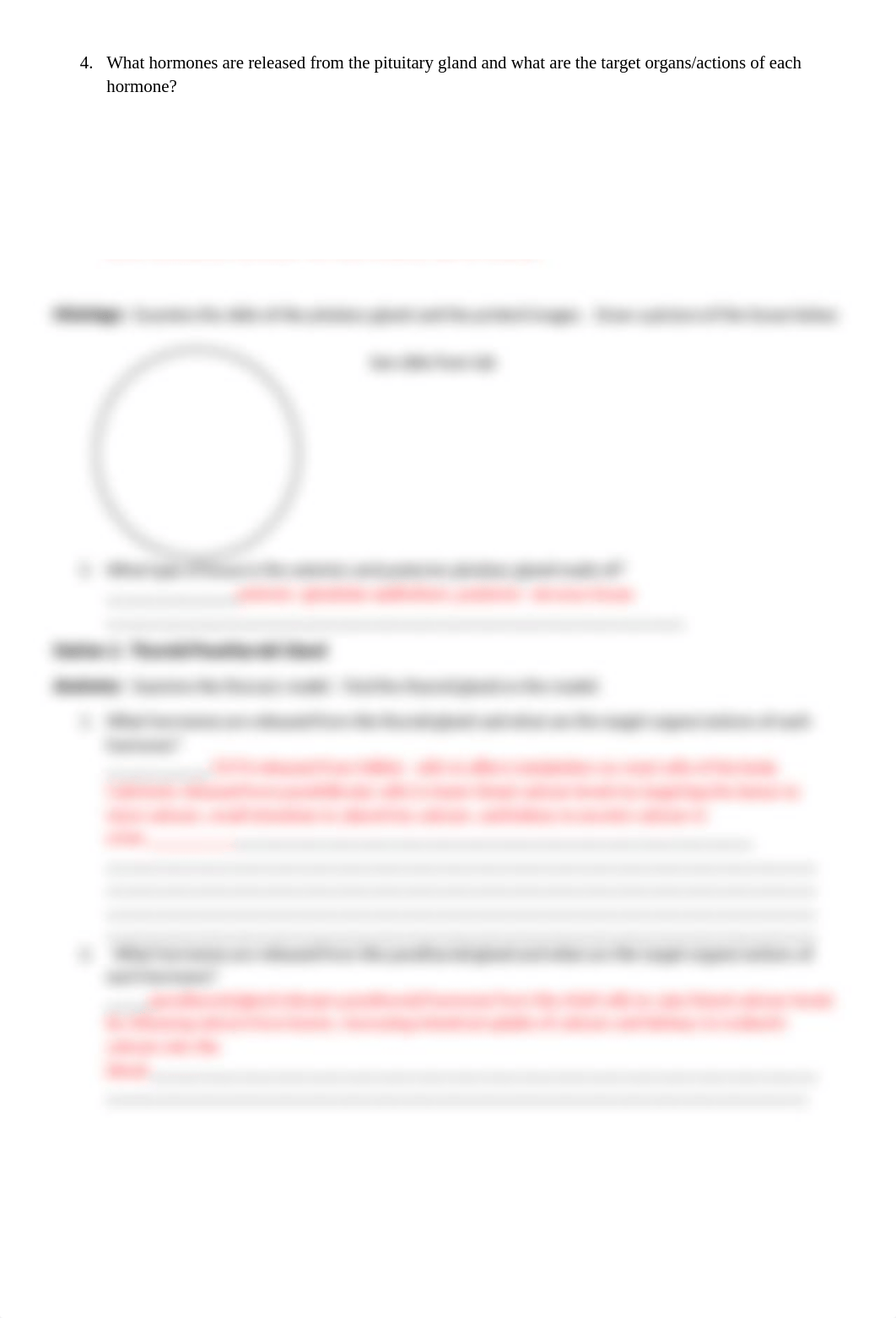 Endocrine Anatomy Lab Worksheet-ANSWERS.docx_du5rpm45v4v_page2