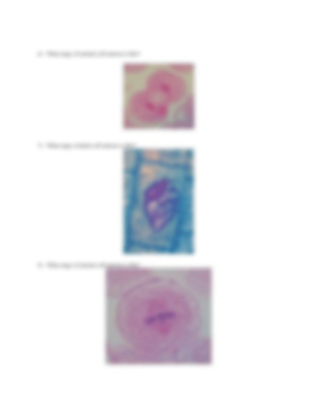 Lab #5 Cell Division (mitosis) Worksheet.docx_du651yzwaih_page2