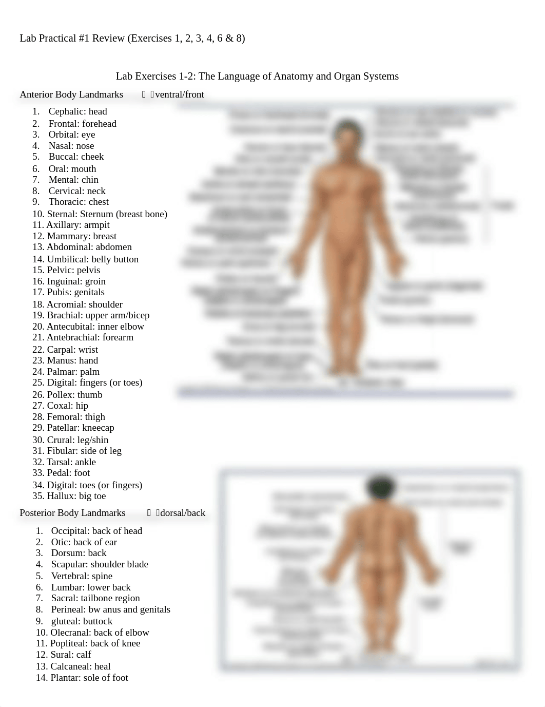 Lab.docx_du6712o4k78_page1