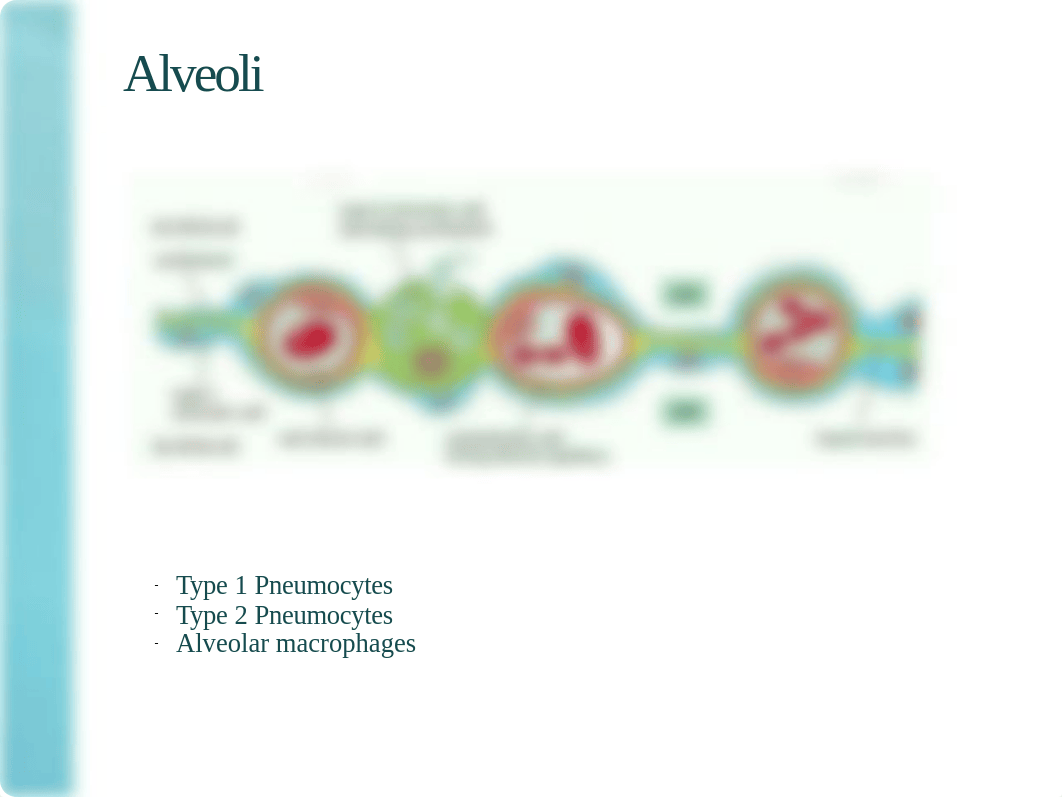 9 Respiration (Dr. H edit)_du6g1jpws6j_page4