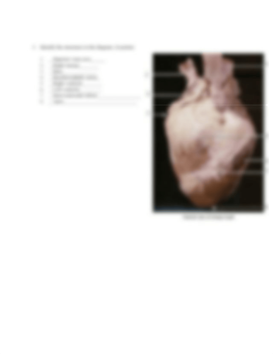 Olivia Martinez Sheep Heart Lab Report.doc_du7lyekxkl4_page2