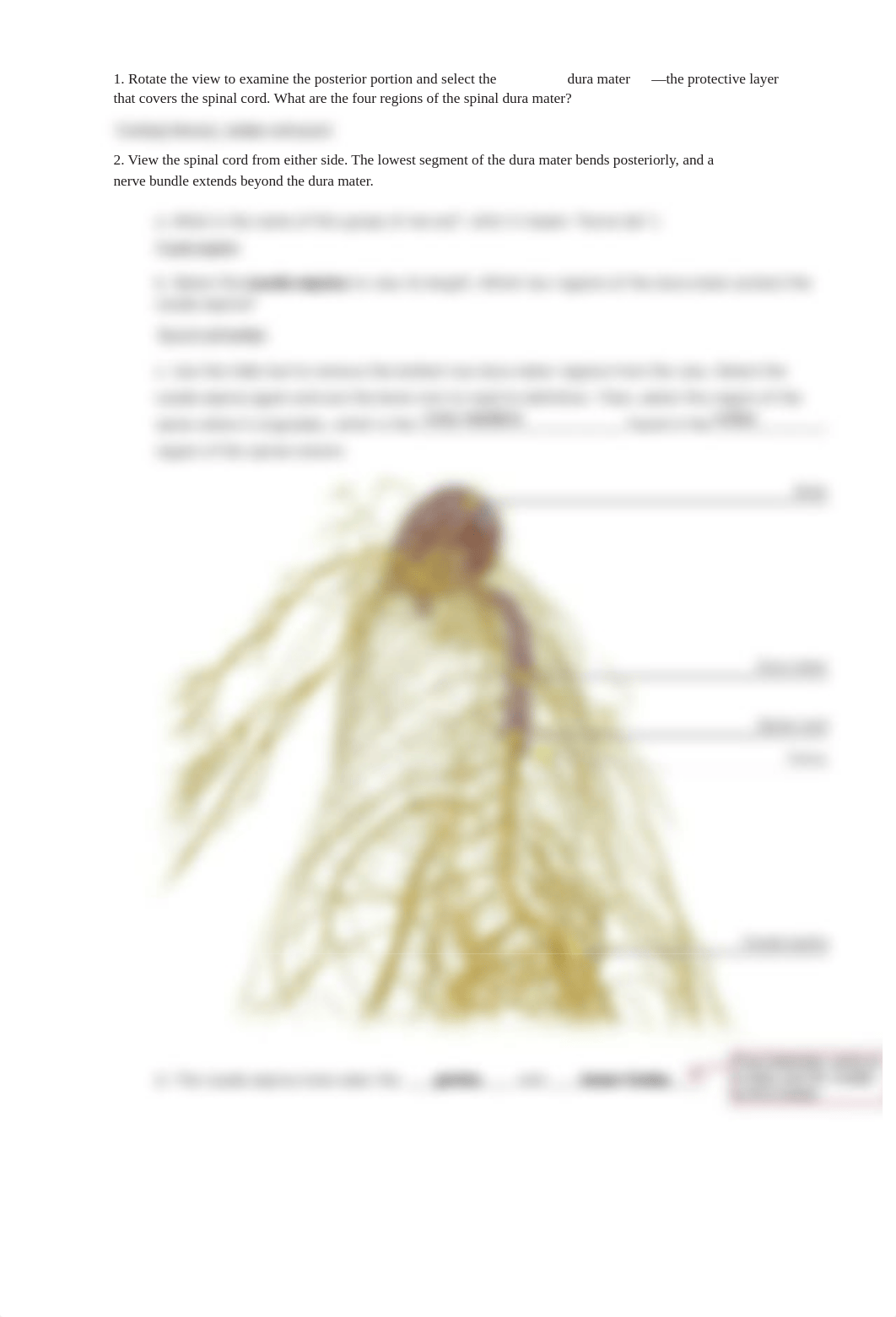 RB lab manual_spinal_cord_and_spinal_nerves_atlas.pdf_du80og87lfn_page5