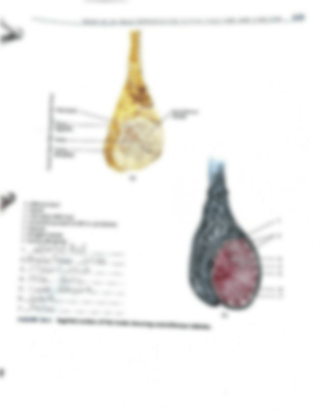 Exercise 38 male reproductive system structure and function lab activities.pdf_du89vvo8fml_page2