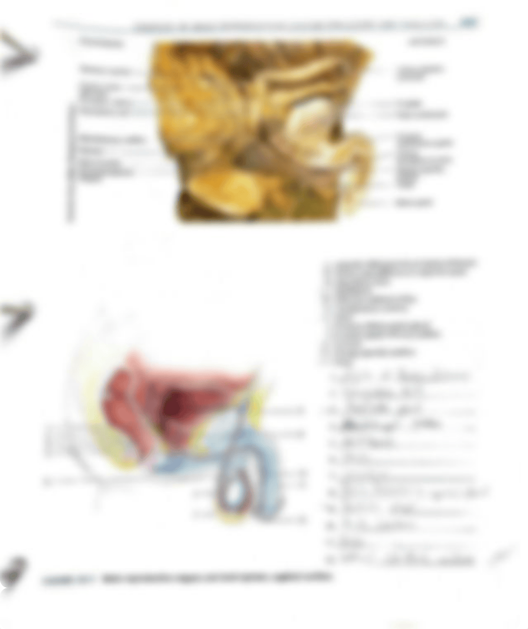 Exercise 38 male reproductive system structure and function lab activities.pdf_du89vvo8fml_page4