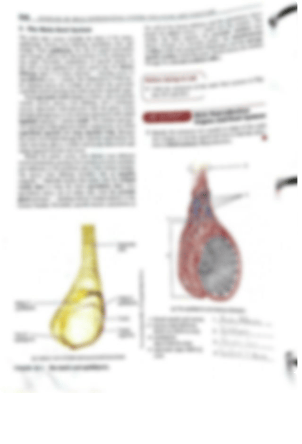 Exercise 38 male reproductive system structure and function lab activities.pdf_du89vvo8fml_page3