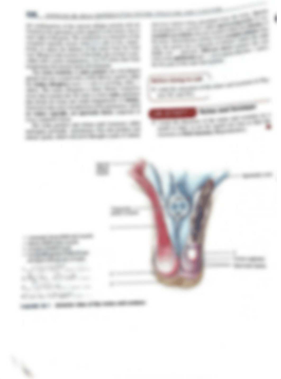 Exercise 38 male reproductive system structure and function lab activities.pdf_du89vvo8fml_page1